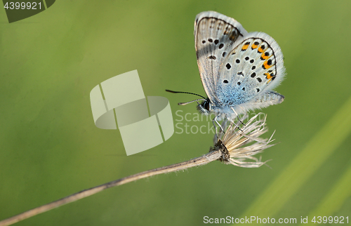 Image of Polyommatus bellargus, Adonis Blue butterfly 