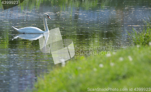 Image of white swans on the lake 