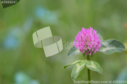 Image of Red Clover - Trifolium Pratense on field