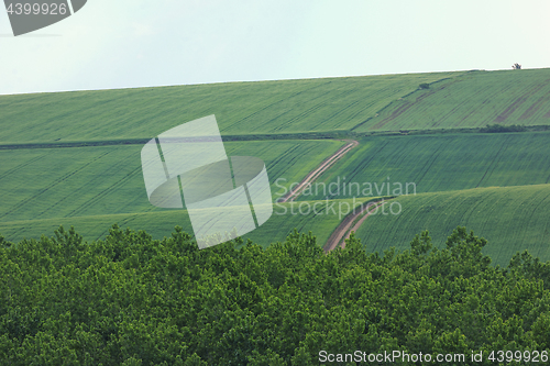 Image of Field of spring grass 