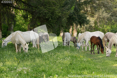 Image of Herd of horses on the field