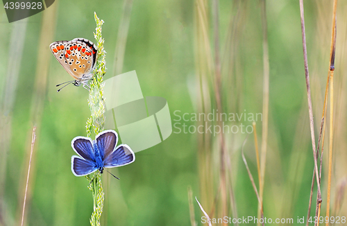 Image of Polyommatus bellargus, Adonis Blue butterfly 