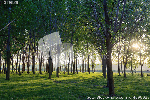 Image of Sun beams pour through trees 