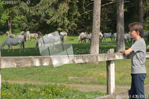 Image of Teenage boy watching at horses