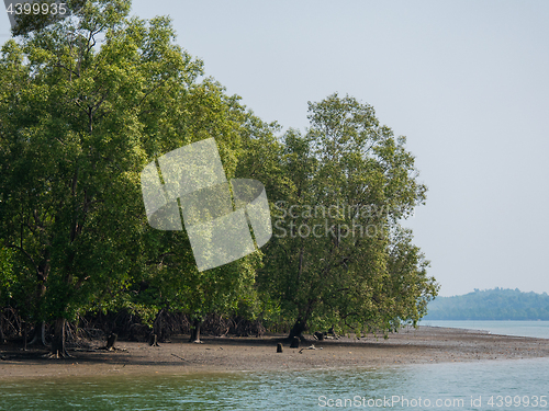 Image of Mangrove forest at Kadan Kyun, Myanmar