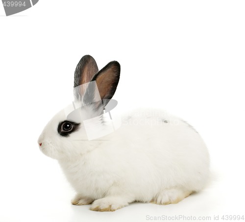 Image of cute bunny