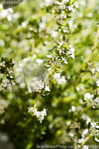 Image of Flowering thyme