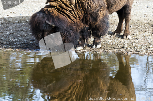 Image of American bison