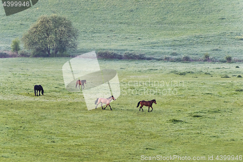 Image of Horses on pasture