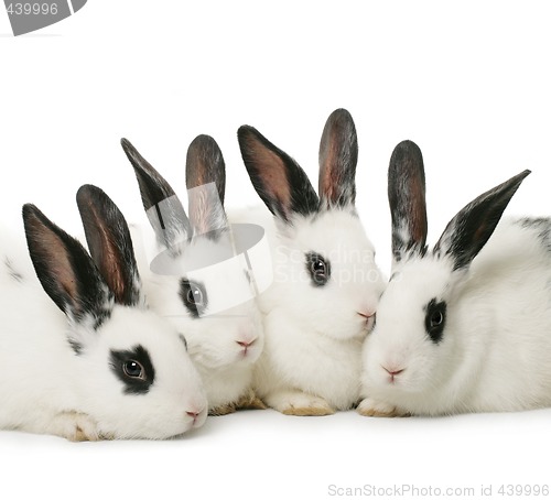 Image of four rabbits