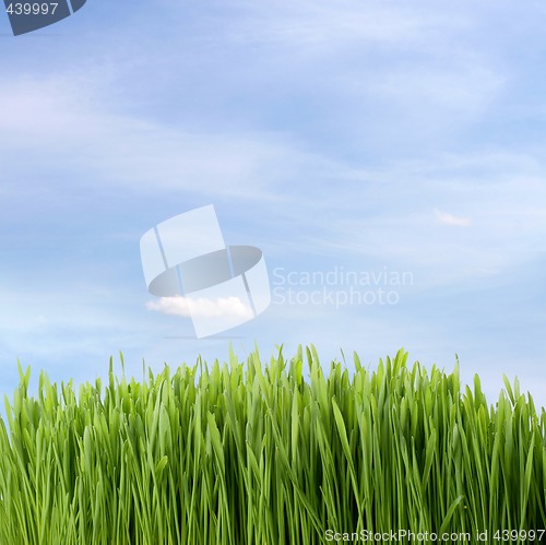 Image of green fresh grass