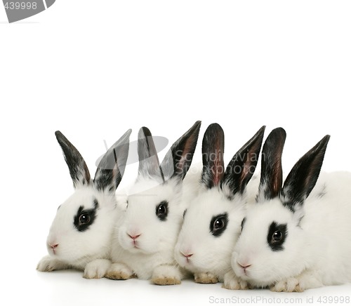 Image of four cute bunnies