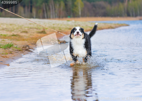 Image of Australian shepherd puppy