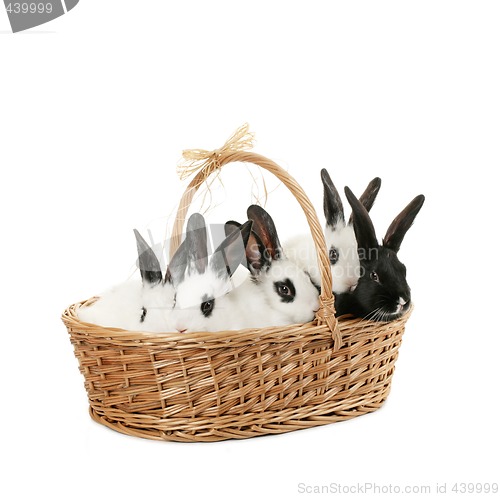 Image of cute bunnies