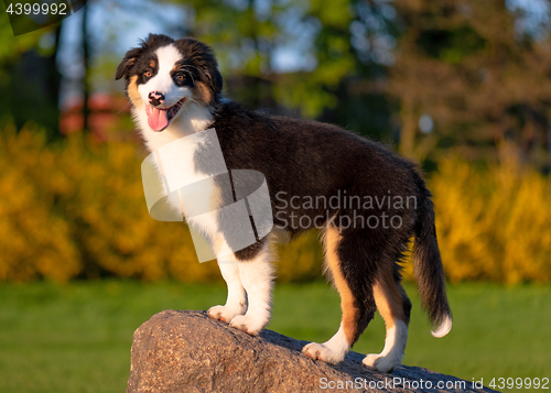 Image of Australian shepherd puppy