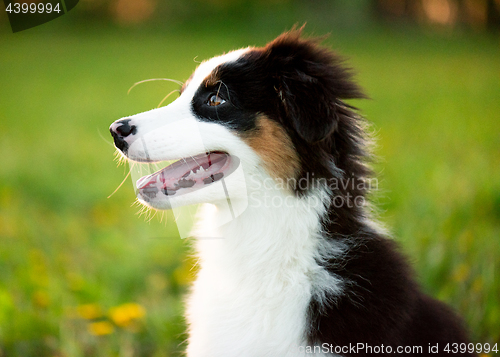 Image of Australian shepherd puppy