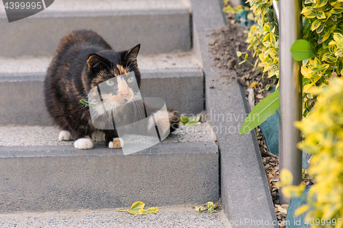 Image of Adult cat outdoors