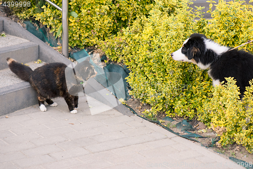 Image of Dog and cat