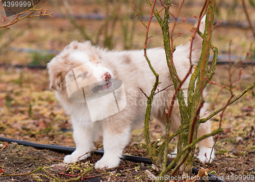 Image of Australian shepherd puppy