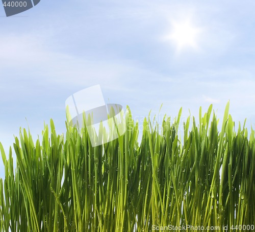 Image of green fresh grass