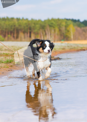 Image of Australian shepherd puppy