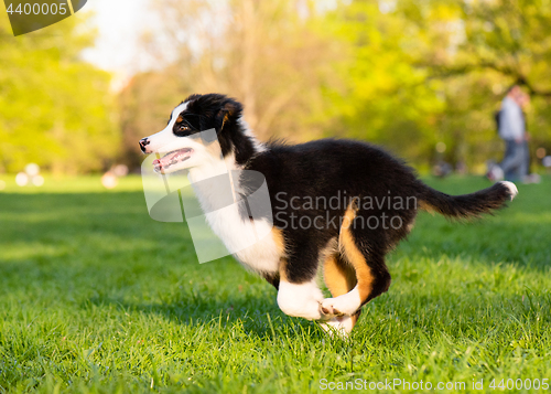 Image of Australian shepherd puppy