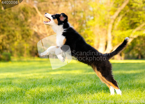 Image of Australian shepherd puppy