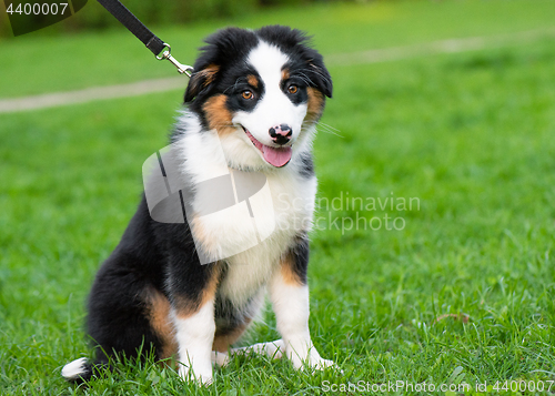 Image of Australian shepherd puppy