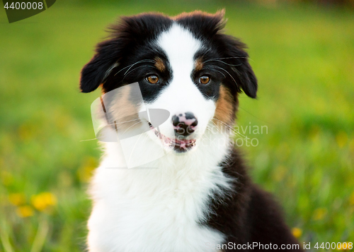 Image of Australian shepherd puppy