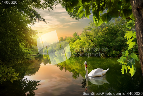 Image of White swan on a pond
