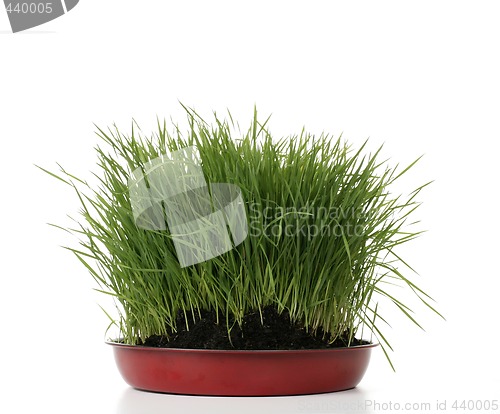 Image of green fresh grass