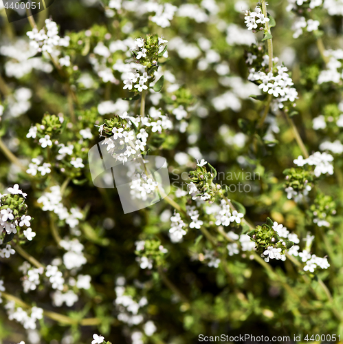 Image of Flowering thyme