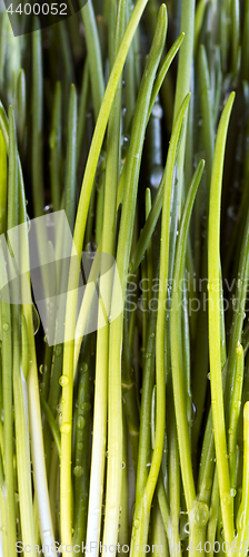 Image of Closeup of chives