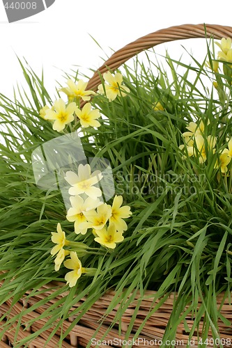 Image of yellow flowers