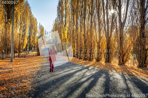 Image of Poplars along rural country road