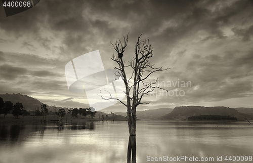Image of Large leafless tree in lake with birds nest