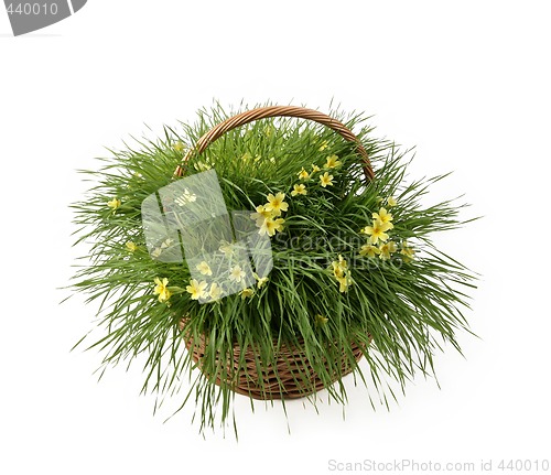 Image of yellow flowers