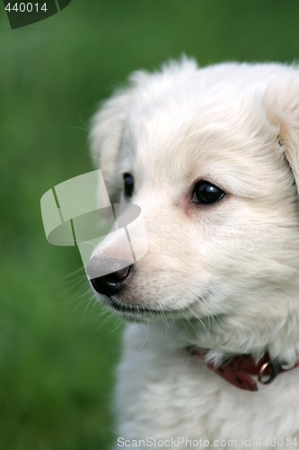 Image of white puppy