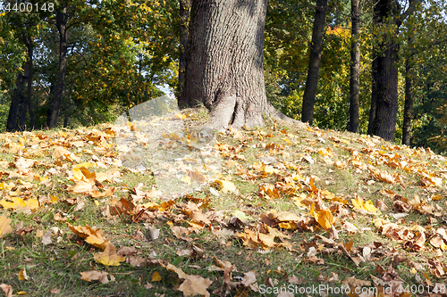 Image of yellowed maple trees in autumn