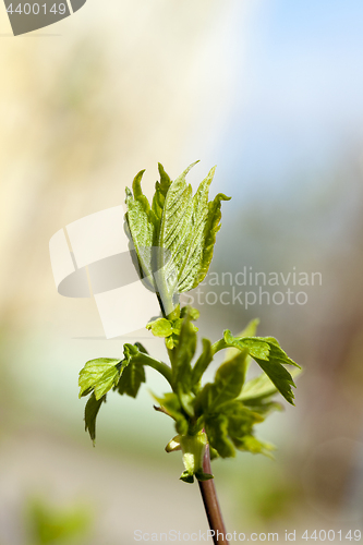 Image of bush leaves, spring