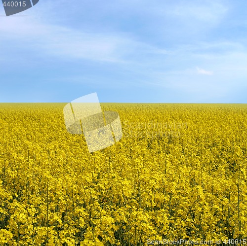 Image of rape field