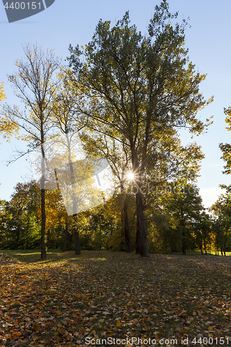 Image of yellowed maple trees in autumn