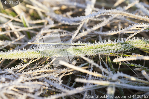 Image of green grass in the frostX