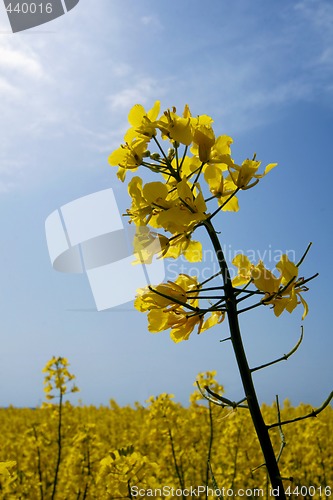 Image of rape flowers