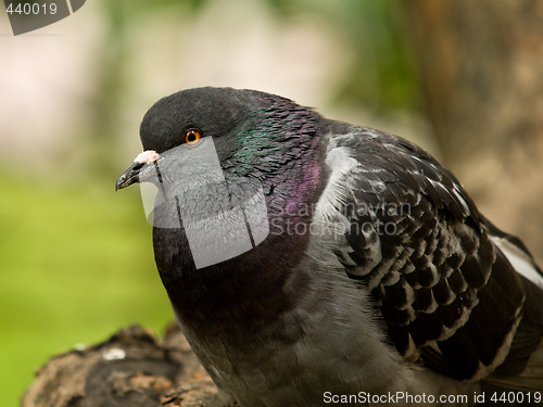 Image of pigeon