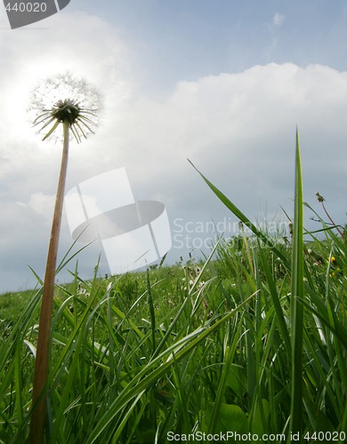 Image of dandelion