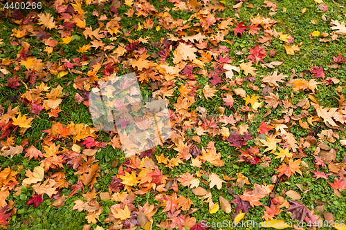 Image of Maple leave on ground