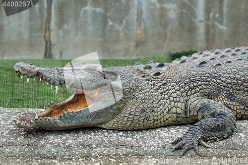 Image of Crocodile with open mouth