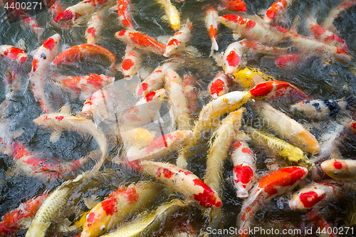 Image of Colorful carp fish