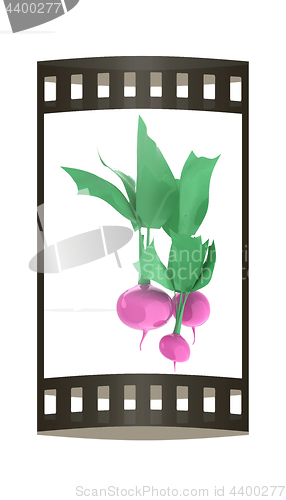 Image of Small garden radish isolated on white background. 3d illustratio